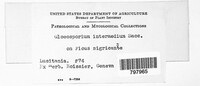 Colletotrichum gloeosporioides image